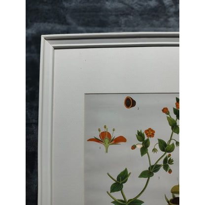 IKEA KNOPPÄNG Frame With Poster of Evolution of a Flower. Very Nice frame W/ Art