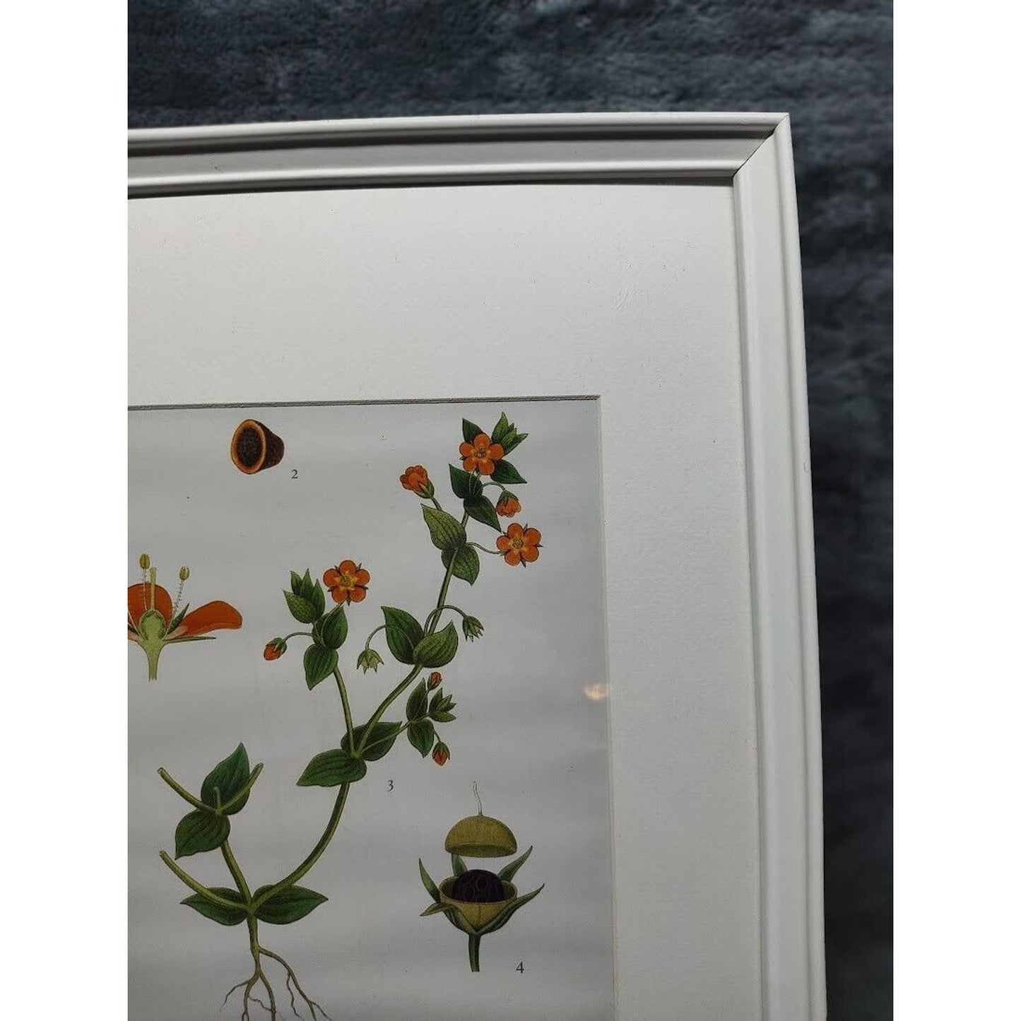 IKEA KNOPPÄNG Frame With Poster of Evolution of a Flower. Very Nice frame W/ Art