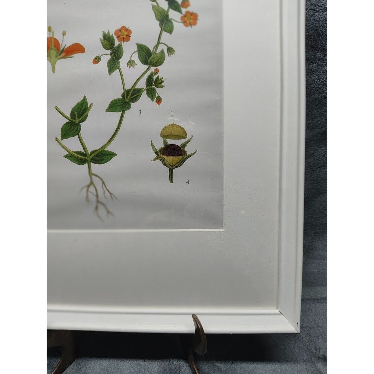 IKEA KNOPPÄNG Frame With Poster of Evolution of a Flower. Very Nice frame W/ Art