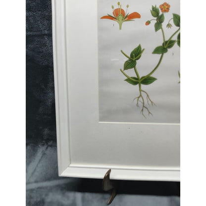 IKEA KNOPPÄNG Frame With Poster of Evolution of a Flower. Very Nice frame W/ Art