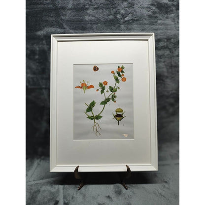 IKEA KNOPPÄNG Frame With Poster of Evolution of a Flower. Very Nice frame W/ Art